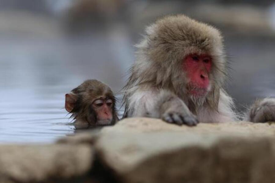 さる　サル　温泉　地獄谷野猿公苑